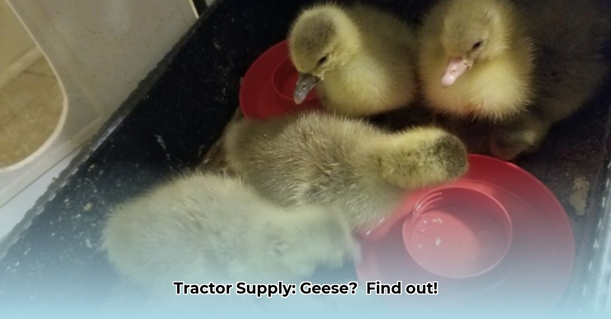 does-tractor-supply-sell-geese